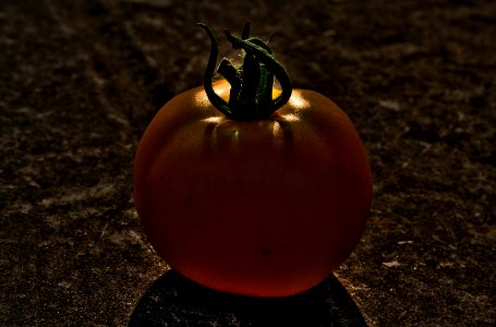 Solanum lycopersicum - Yellow Tomato