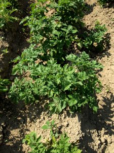 Solanum tuberosum Blaue Viola