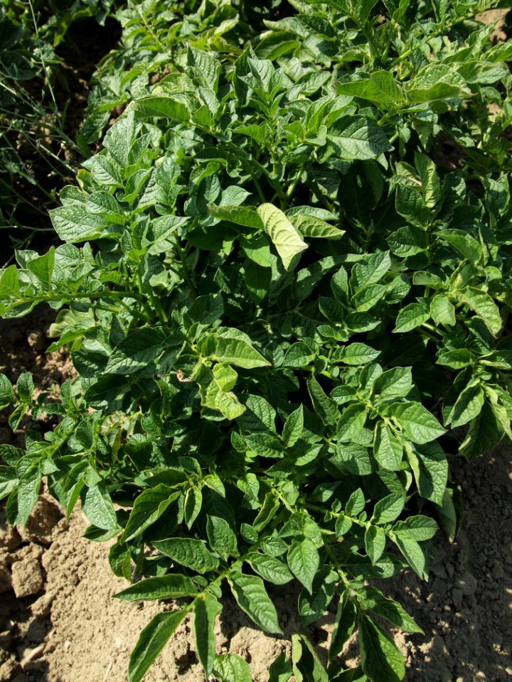 Solanum tuberosum Blaue Sechswochenkartoffel (02)