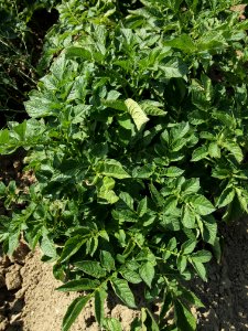 Solanum tuberosum Blaue Sechswochenkartoffel (02)