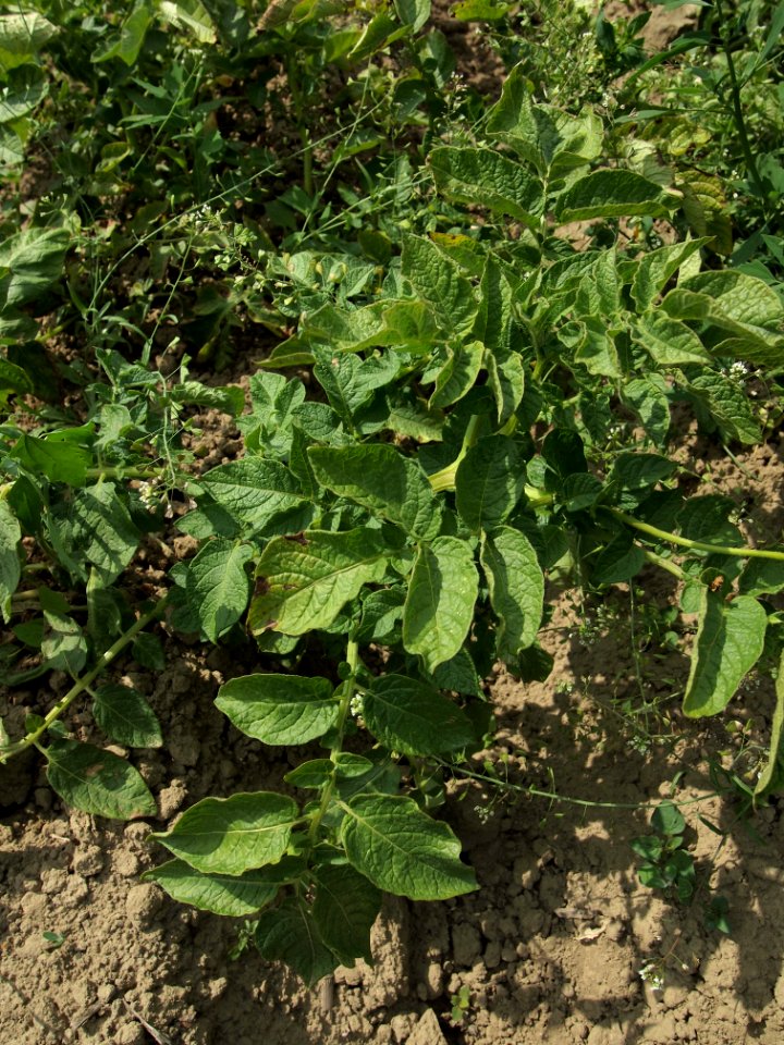 Solanum tuberosum Bionta