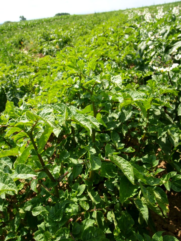 Solanum tuberosum Blaue Vogtländer (04)