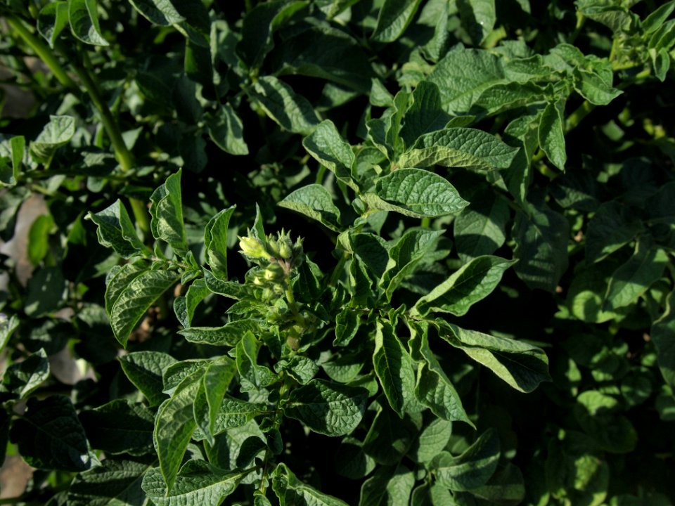 Solanum tuberosum Bojar (02)