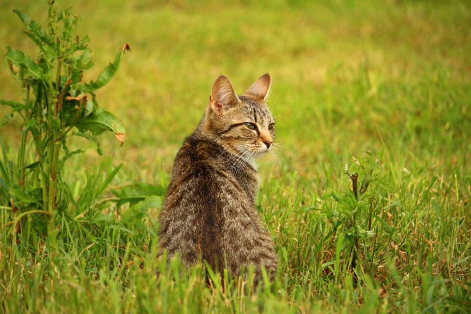 Young cat domestic cat mieze