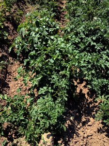 Solanum tuberosum Juliette