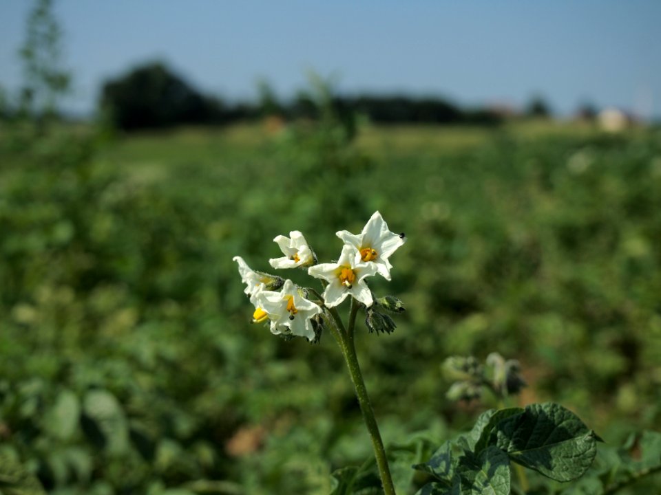 Solanum tuberosum Bintje (02)
