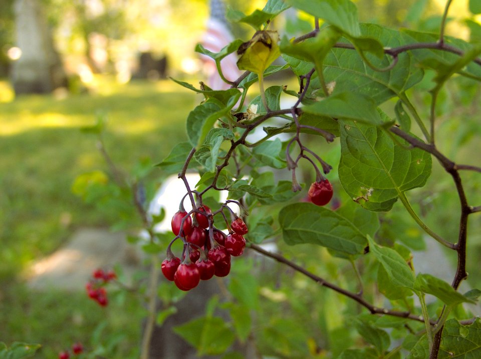 Solanum dulcamara, St. Clair Cemetery, 2015-10-05, 01