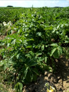 Solanum tuberosum Heideniere