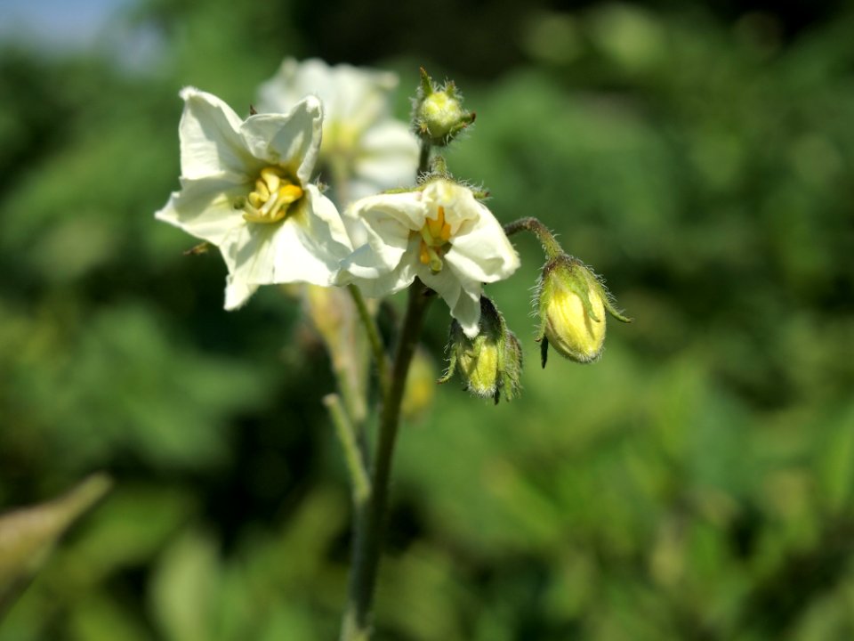 Solanum tuberosum Fenton (05)