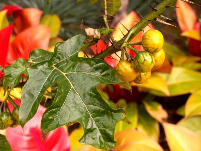 Solanum atropurpureum, Phipps Conservatory, 2015-10-01, 02
