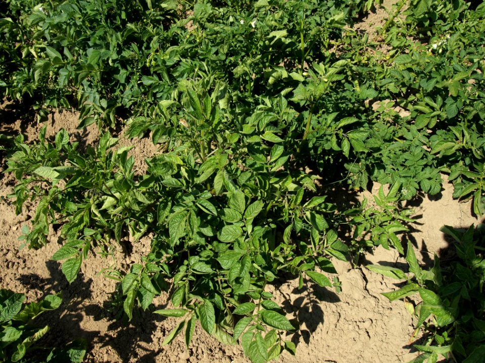 Solanum tuberosum Fenton (02)