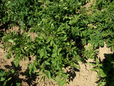 Solanum tuberosum Fenton (02)