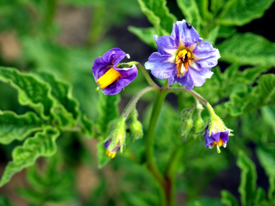 Solanum tuberosum Lima (03)
