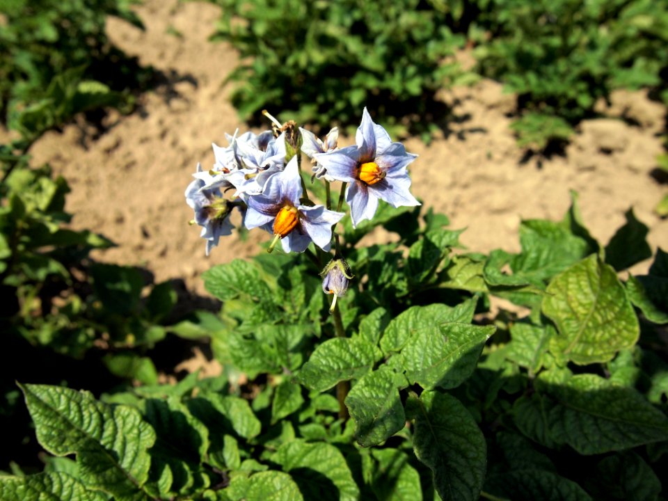 Solanum tuberosum Blaue Viola (03)