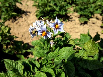 Solanum tuberosum Blaue Viola (03)