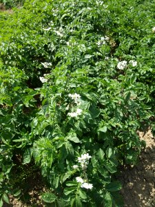 Solanum tuberosum Puikula