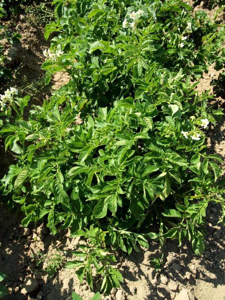 Solanum tuberosum Mr. Bresee