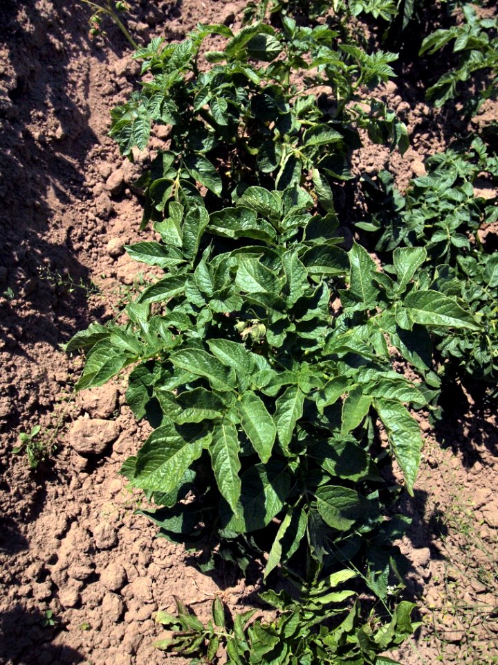 Solanum tuberosum Hela (02)