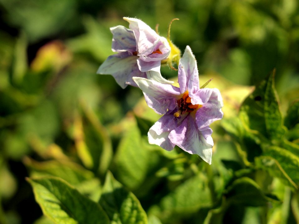 Solanum tuberosum Linzer Speise (06)