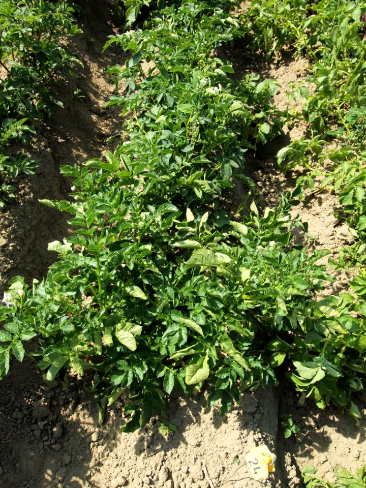 Solanum tuberosum Ennstaler Alpe