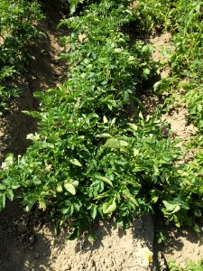 Solanum tuberosum Ennstaler Alpe