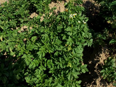 Solanum tuberosum Industrie (02)