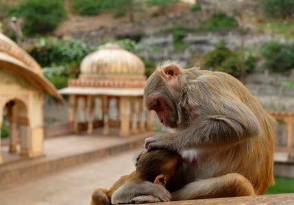 Monkeys temple india