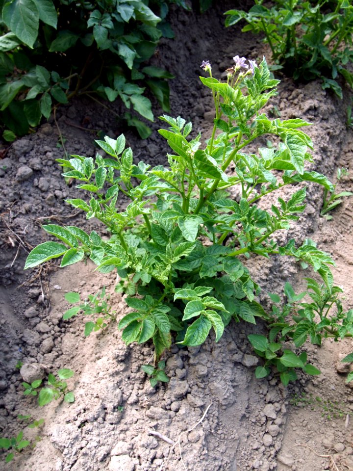 Solanum tuberosum Lima