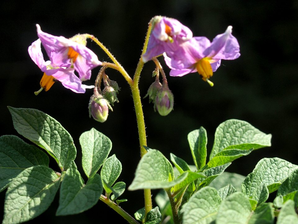 Solanum tuberosum Ciclame (03)