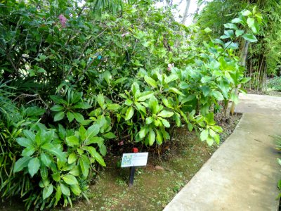 Solandra - Sankyo Garden - DSC01213