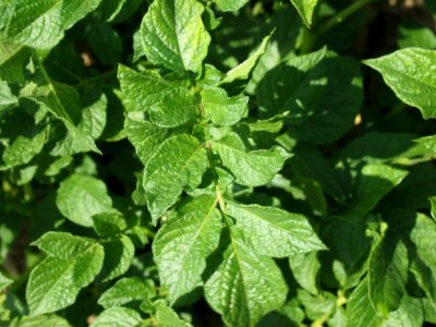 Solanum tuberosum Juliette (04)