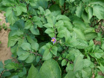Solanum tuberosum Cheyenne (06)
