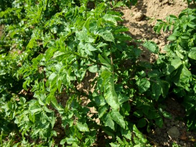 Solanum tuberosum Blaue Vogtländer