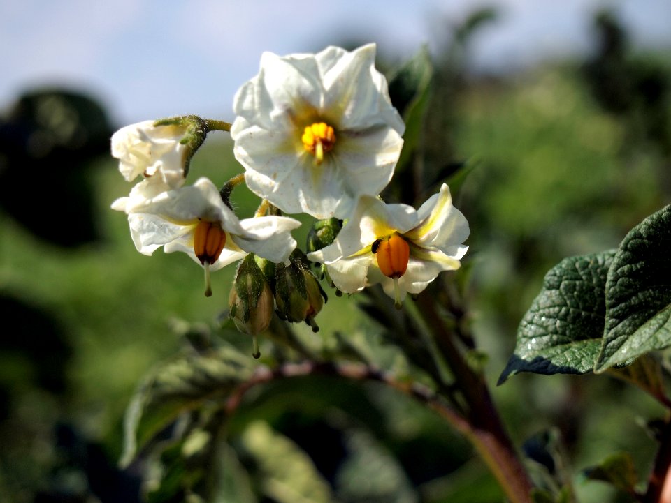 Solanum tuberosum Highland Burgundy Red (04)