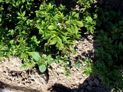 Solanum tuberosum Professor Wohltmann (04)