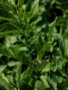 Solanum tuberosum Blaue Sechswochenkartoffel (03)