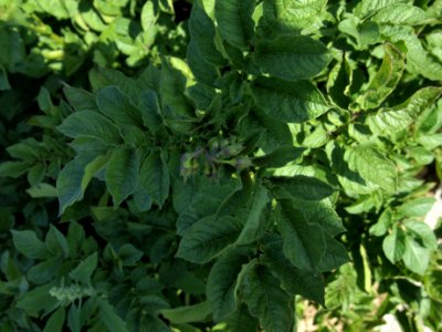 Solanum tuberosum Puca Quitish (03)