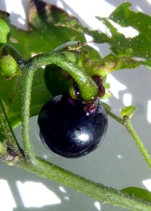 Solanum opacum2 by Peter de Lange