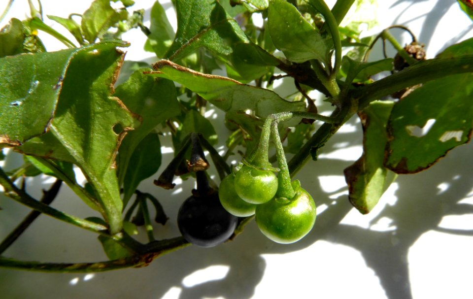 Solanum opacum by Peter de Lange