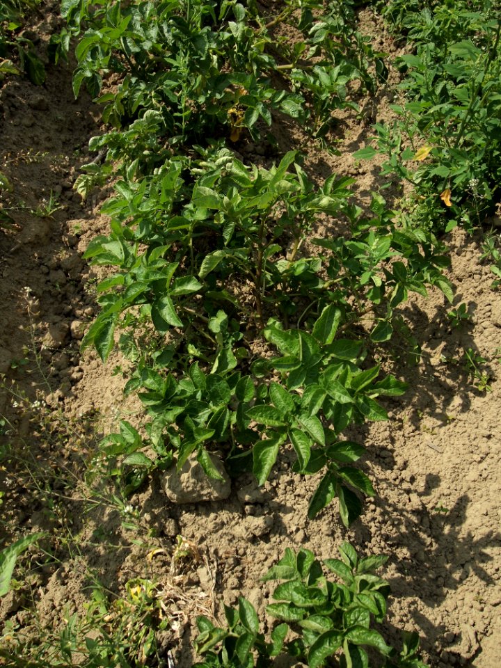 Solanum tuberosum Belle de Fontenay (05)
