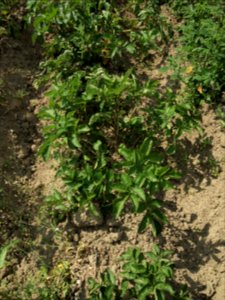 Solanum tuberosum Belle de Fontenay (05)