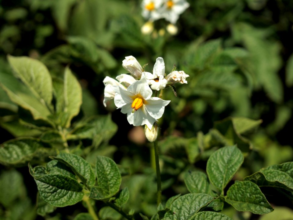 Solanum tuberosum Norddeutsche Inseln (03)