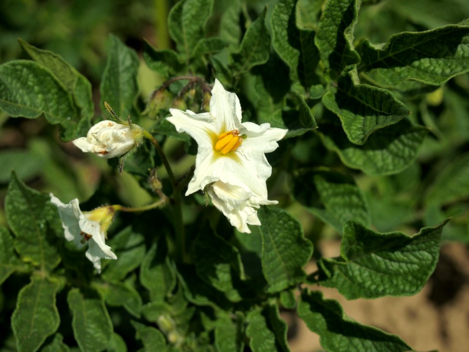 Solanum tuberosum Barbara (03)