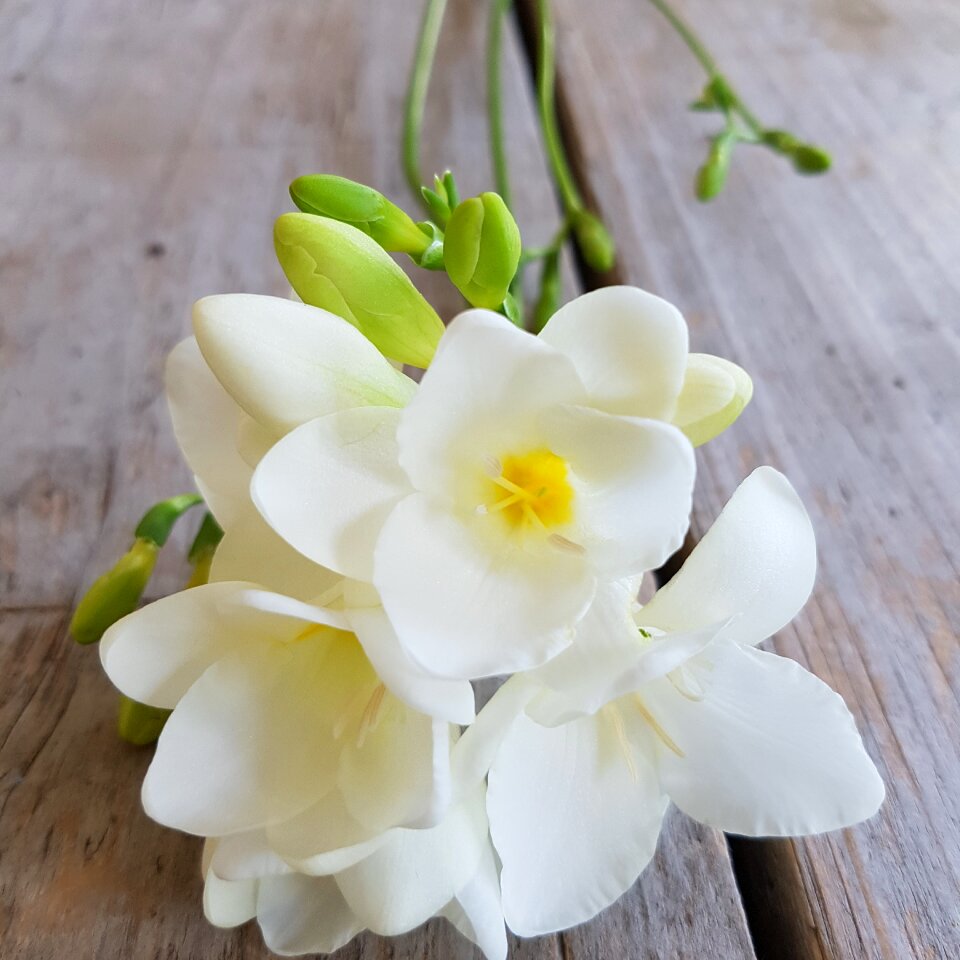 Freesia flowers bunch of flowers