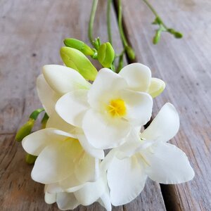 Freesia flowers bunch of flowers