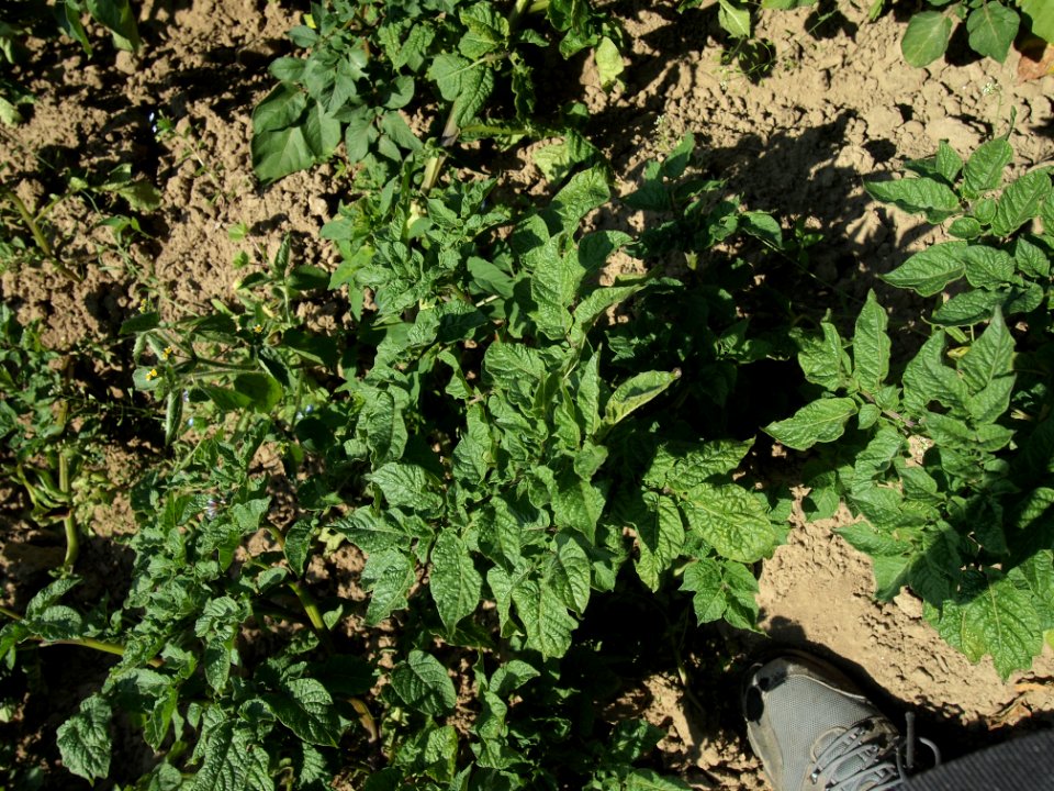 Solanum tuberosum Linzer Blaue