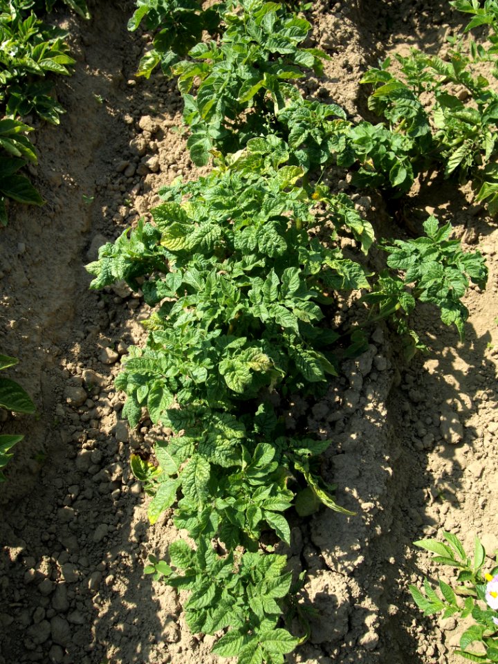 Solanum tuberosum Blue Congo