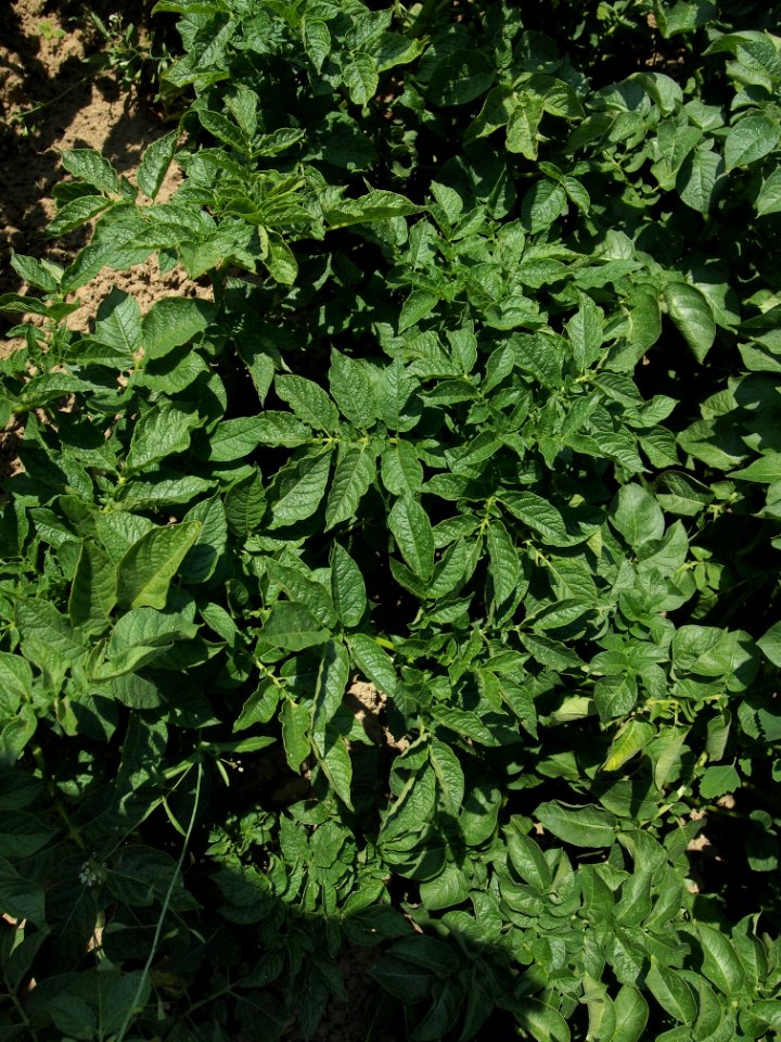 Solanum tuberosum Linzer Stärke