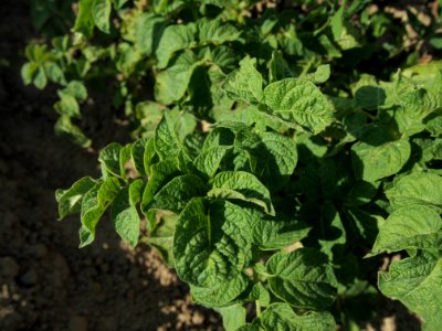 Solanum tuberosum Berlichingen (02)