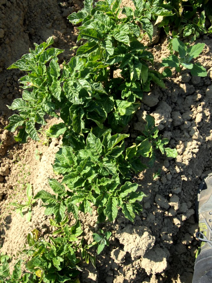 Solanum tuberosum Blaue Hindelbank